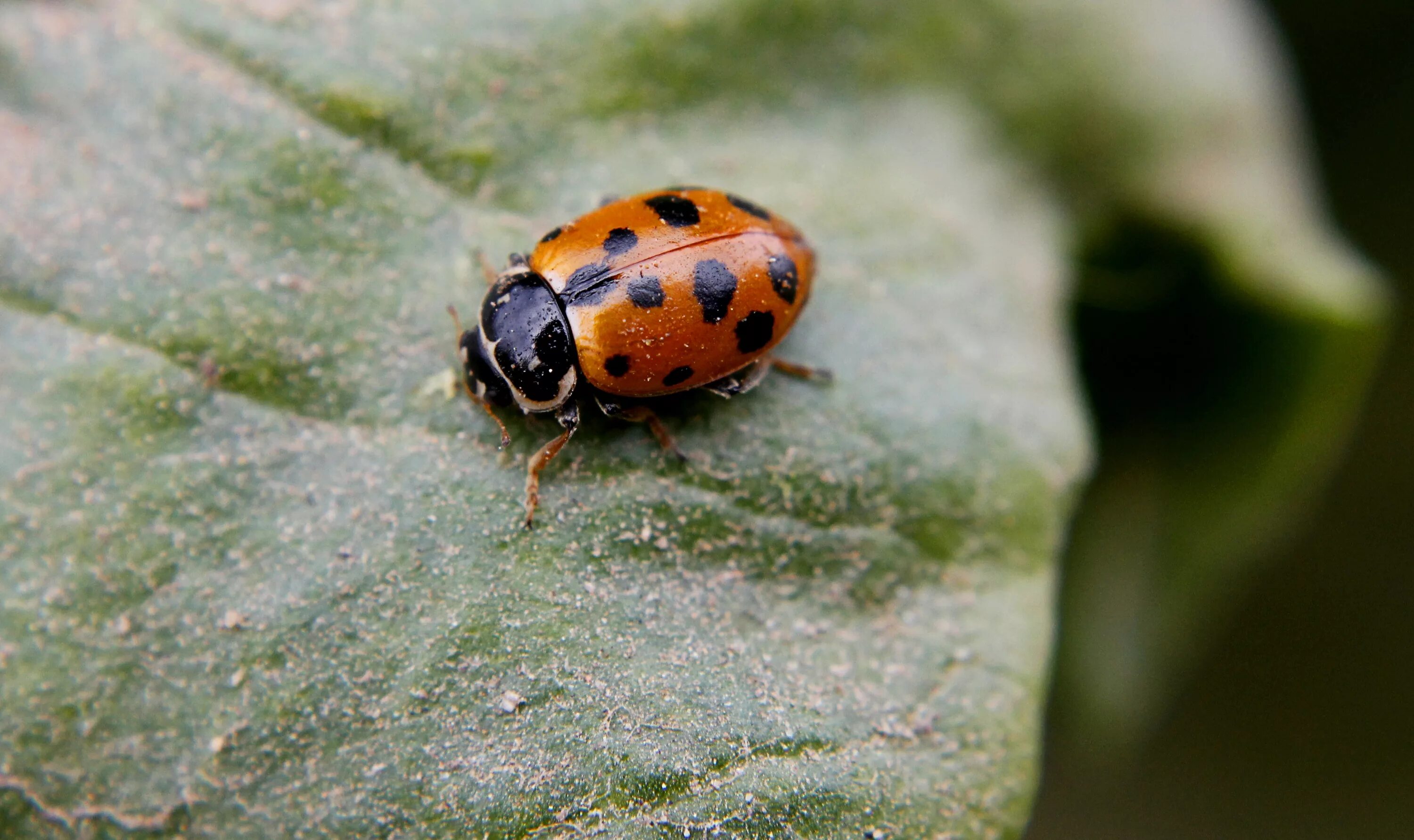 Клопы похожие на божьих коровок фото Free Images : nature, field, wild, spring, color, insect, ladybug, fauna, ladybi