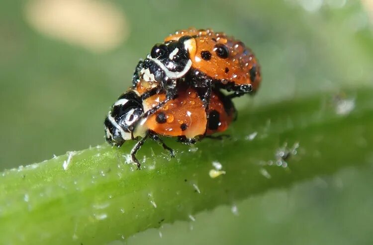 Клопы похожие на божьих коровок фото All About Ladybug - The Gorgeous, Shiny Invertebrate Species