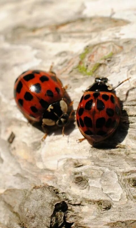 Клопы похожие на божьих коровок фото 480x800 Wallpaper ladybugs, sitting, couple, insects 480x800 wallpaper, Ladybug,