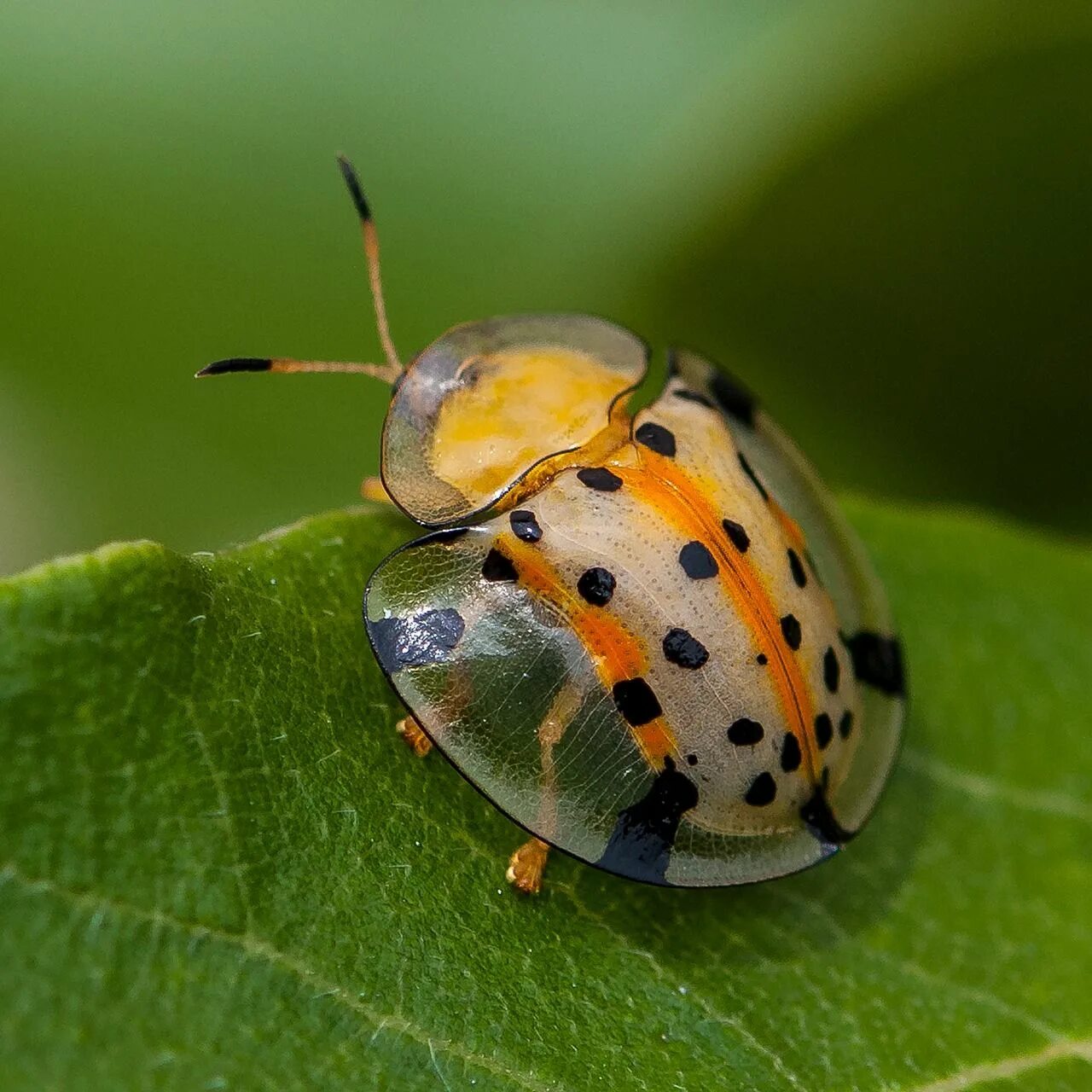Клопы похожие на божьих коровок фото Insect Ladybug Close - Free photo on Pixabay Tortoise beetle, Insects, Beautiful