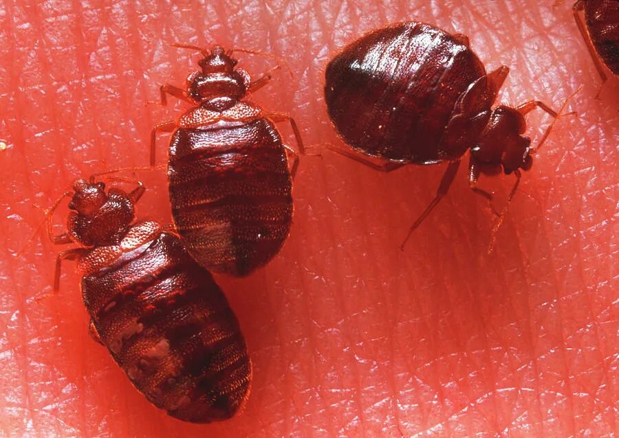 Клопы с кровью фото Bedbugs Photograph by Sinclair Stammers/science Photo Library - Fine Art America