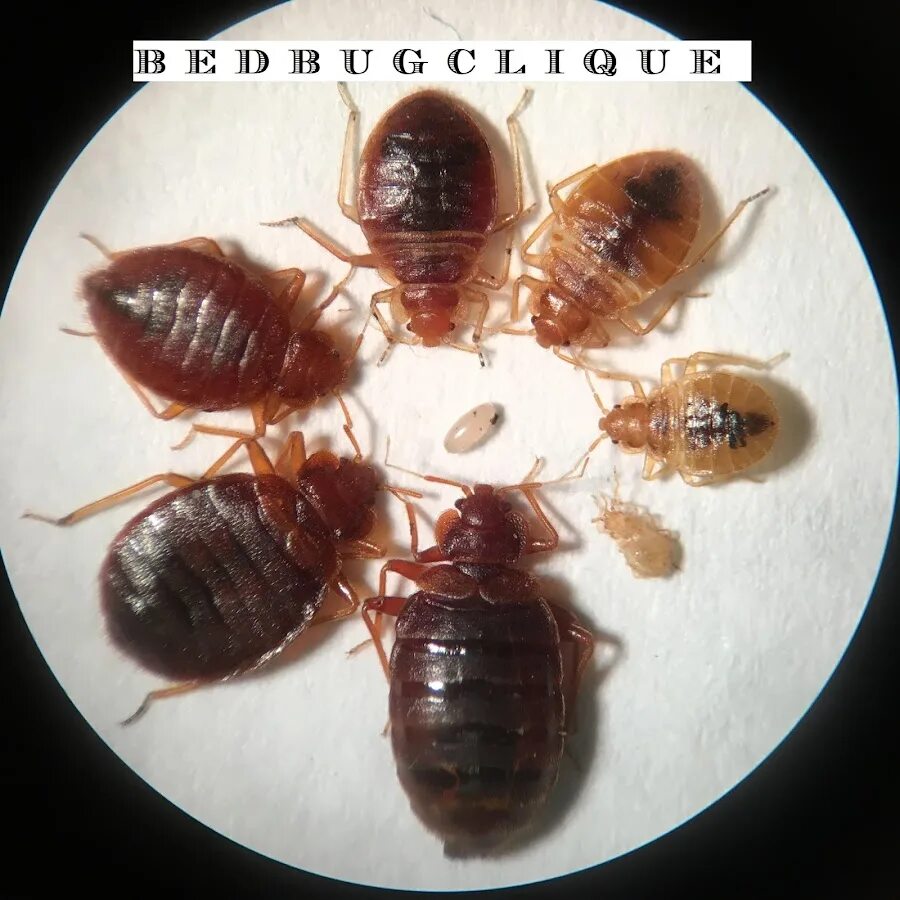 Клопы с кровью фото Bed Bug Clique - тема - YouTube