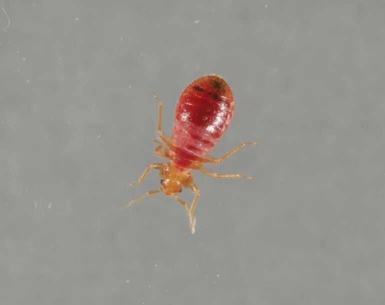 Клопы с кровью фото Who Let the Bugs Out? Purdue entomology insect collect supplies specimen mountin