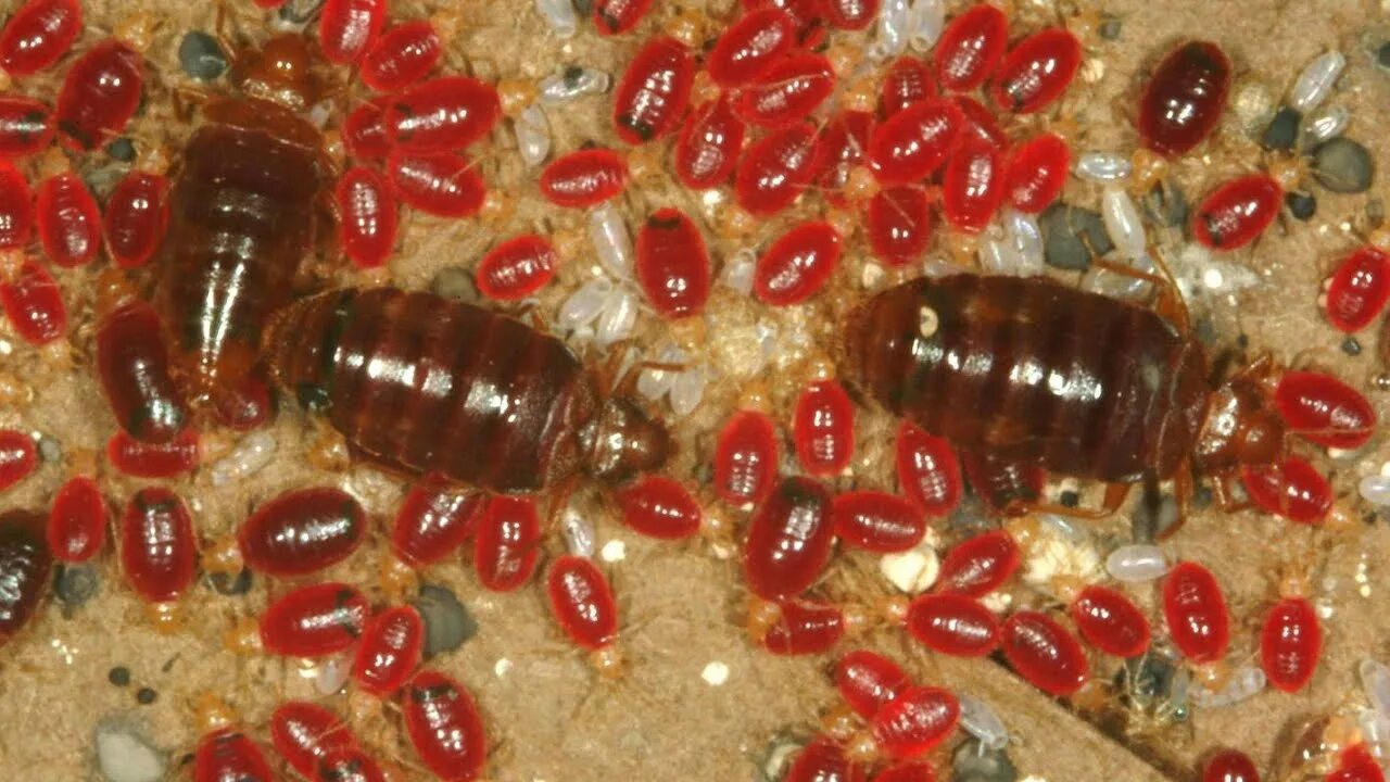 Клопы с кровью фото HOW TO GET RID OF BED BUGS INSTANTLY... - YouTube