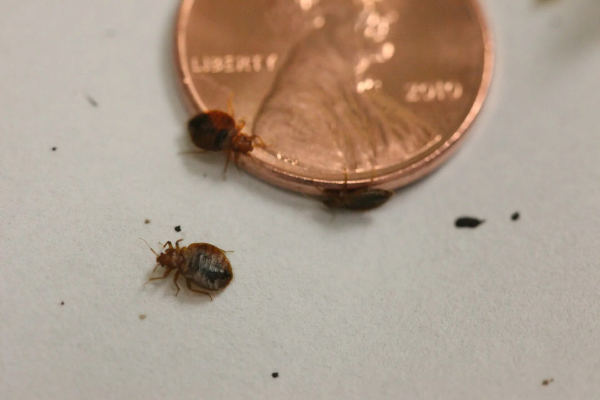 Клопы с кровью фото How to win the war against bed bugs