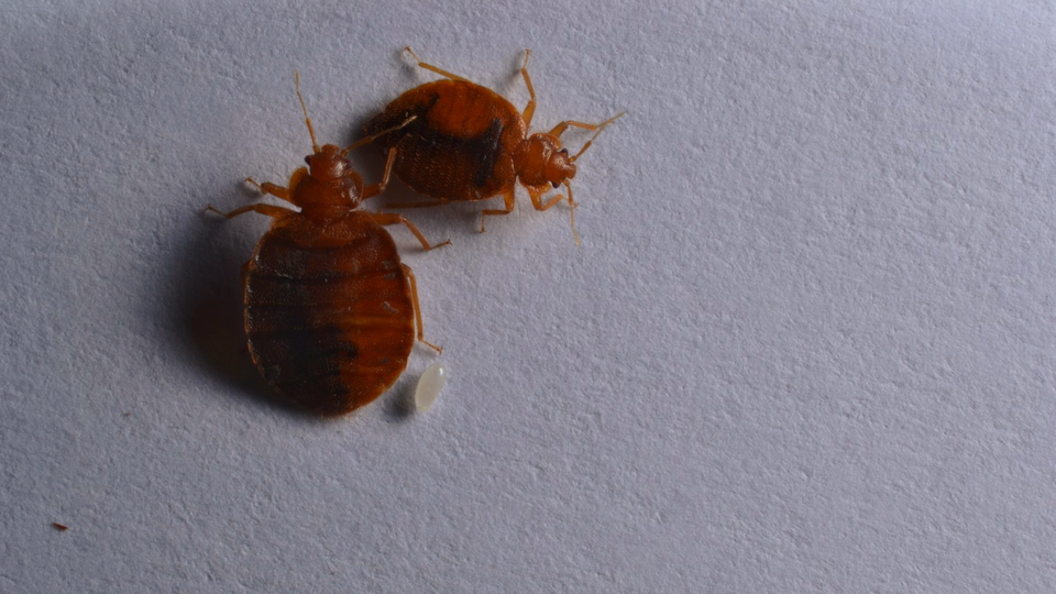 Клопы с кровью фото Know Before You Go: Preventing bed bugs when you travel