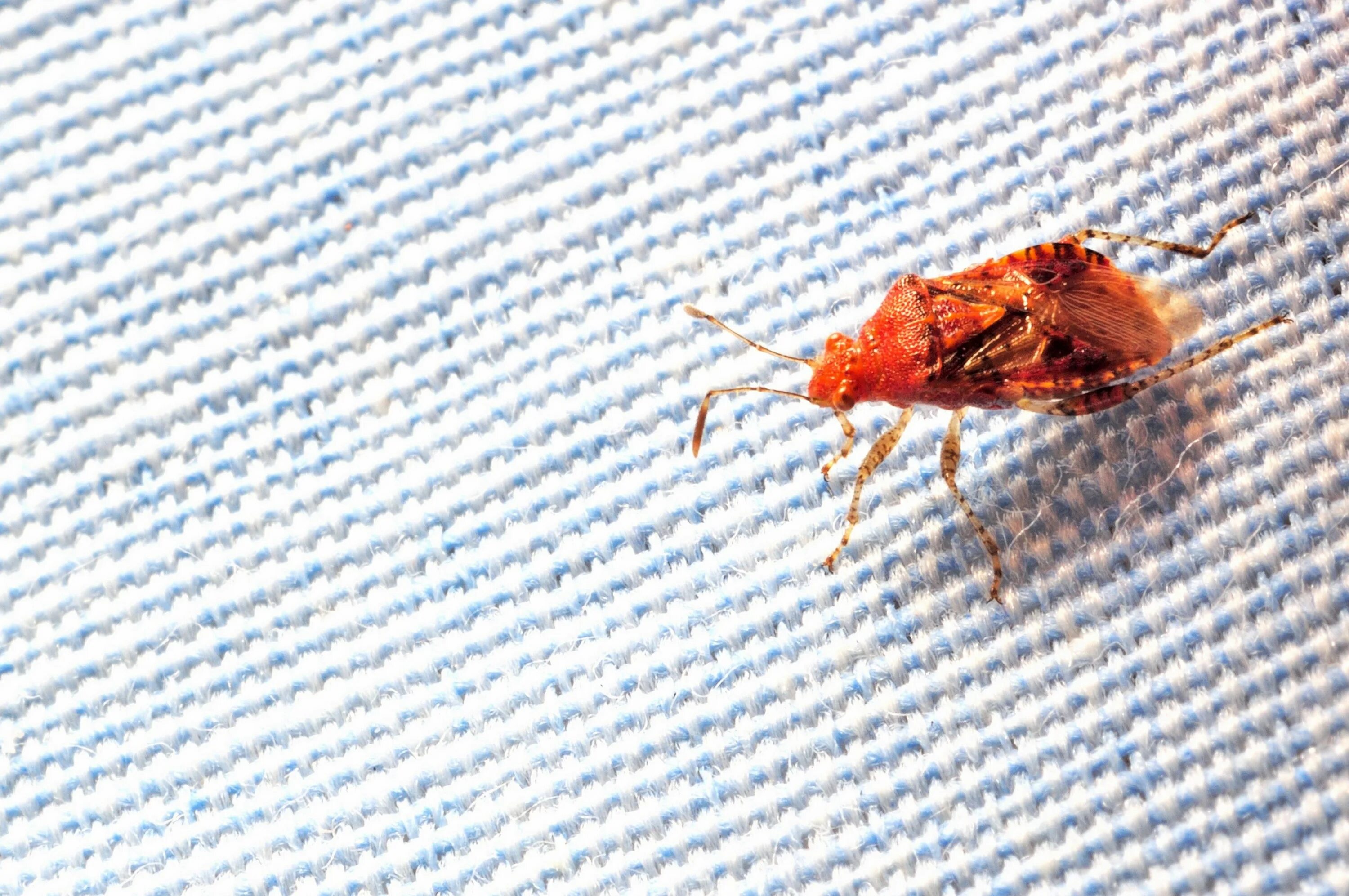 Клопы с кровью фото One Surefire Way to Spot Bedbugs in Your Hotel Room (2023) Bed bugs, Hotels room