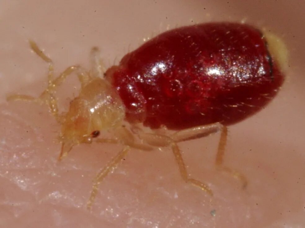 Клопы с кровью фото We may finally have the ammo we need to defeat the pesky bedbug