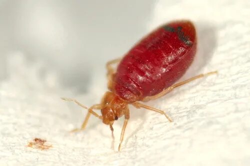 Клопы с кровью фото Bedbug Cimex lectularius, Bedbug Mario David Bazan Flickr