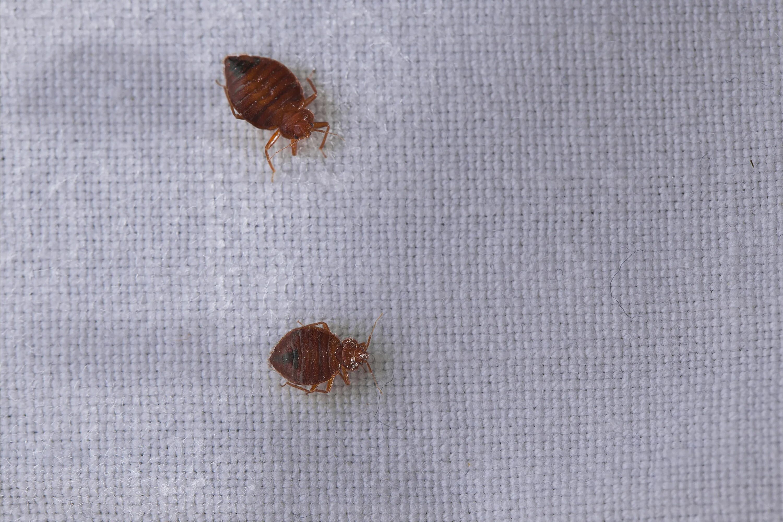 Клопы с кровью фото Do You Know Who You Are Sleeping With? Bed bugs, Bed bugs treatment, Kill bed bu