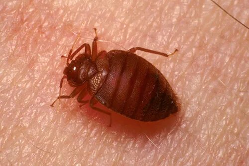 Клопы с кровью фото Bed bug control for pest management professionals UMN Extension