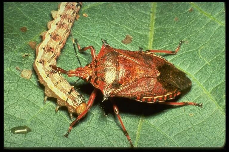 Клопы щитники фото и описание Predators in Soybeans NC State Extension