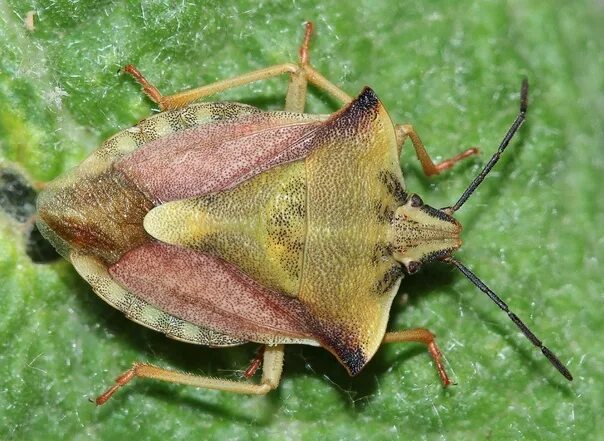 Клопы щитники фото и описание Щитники Antheminia lunulata и Carpocoris fuscispinus. С первого взгляда их трудн