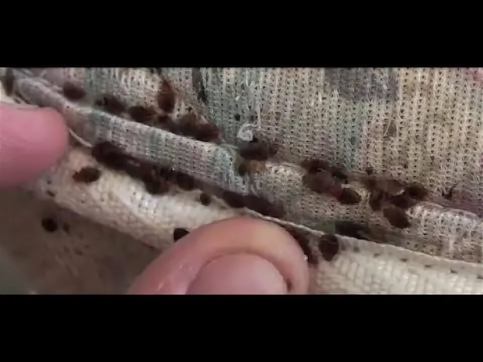 Клопы в диване фото How To Find Bed Bugs - How To Know If You Have Bed Bugs - YouTube