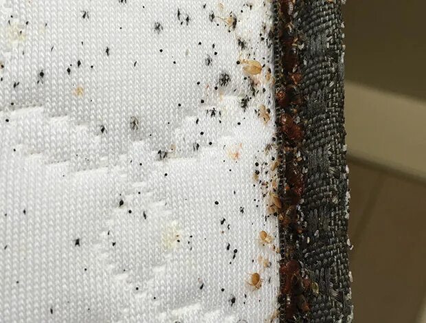 Клопы в диване фото Bed bugs: Do mattress encasements help? Pest Management Professional Pest Manage