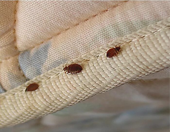 Клопы в диване фото How To Tell If You Have Bed Bugs in Your Mattress,How To Tell If You Have Bed Bu