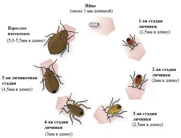 Клопы в кровати как выглядят укусы Средства от клопов: https://vk.com/market-122013280?section=album_34 2023 Дезинс