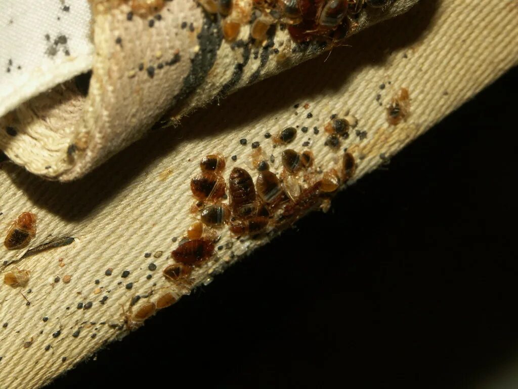 Клопы в квартире фото форум Old box spring, underside of canvas strap 2 and box spring. Flickr