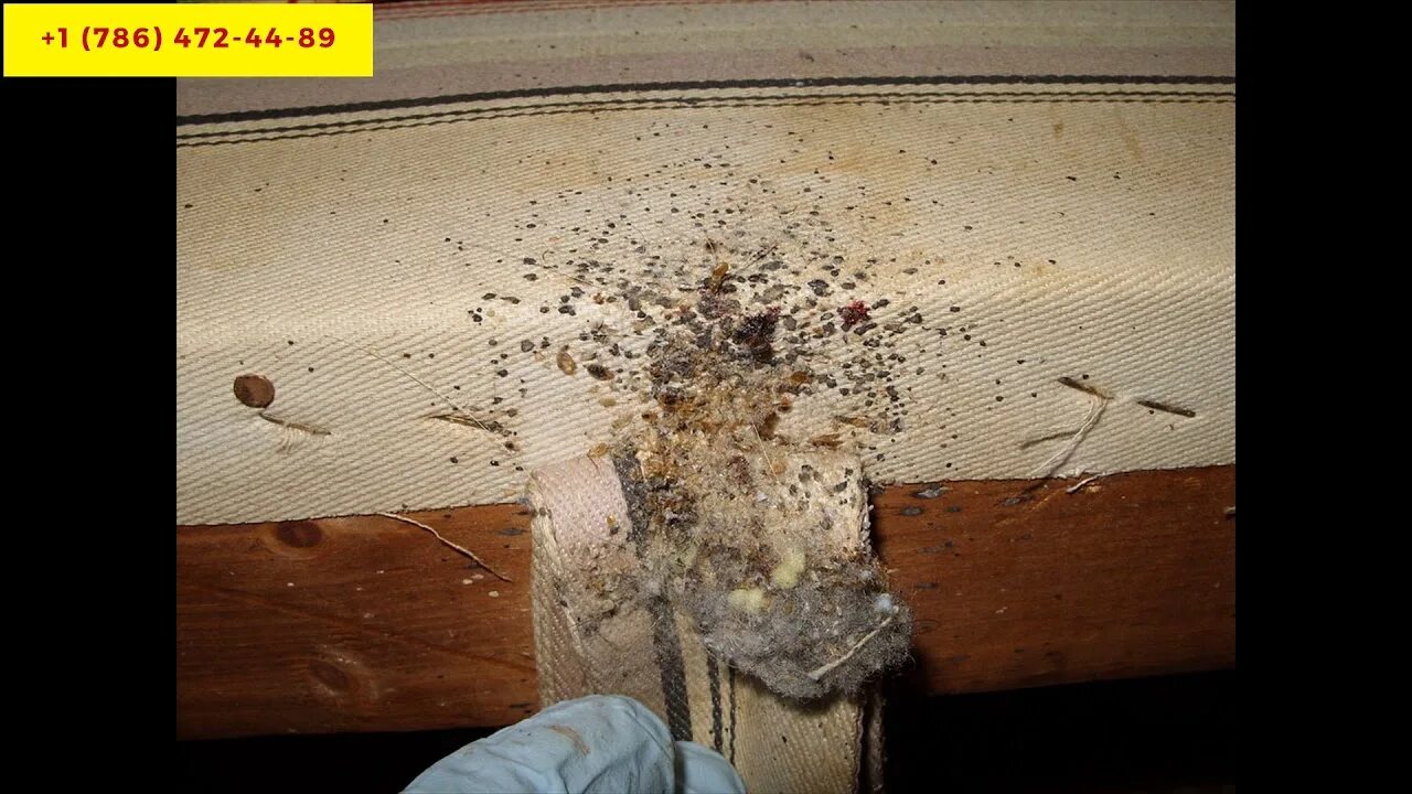 Клопы в квартире фото постельные как выглядят Wandering how to get rid of mold in basement with bleach? - YouTube