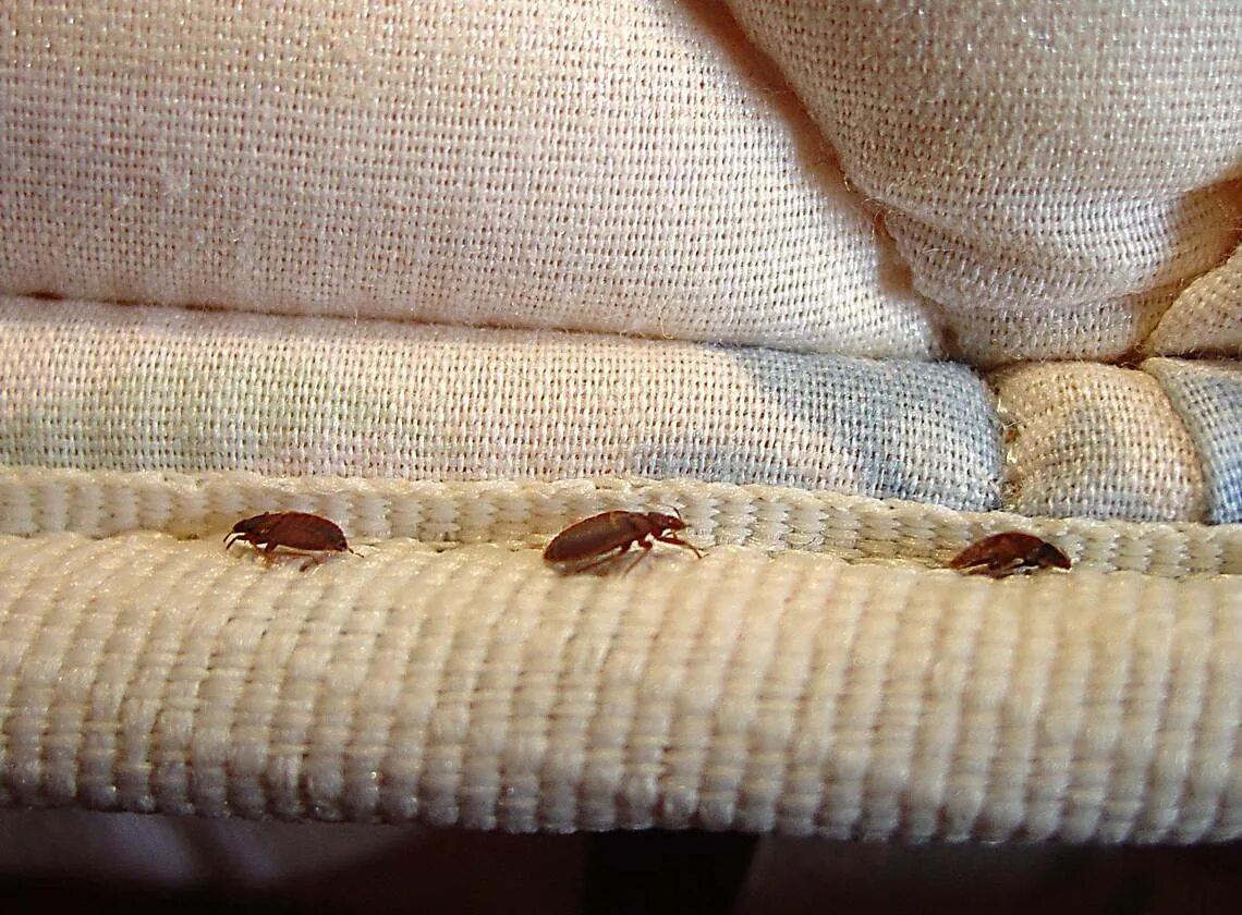 Клопы в квартире фото постельные как выглядят Don’t bring bed bugs home. Check out these tips for safe travel in Kentucky and 