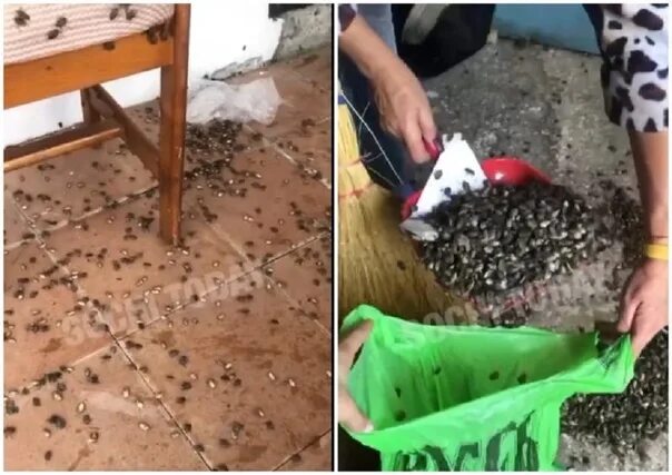 Клопы в сочи фото The terrible occupation of bedbugs began in Sochi https://privet-rostov.ru/yufo/