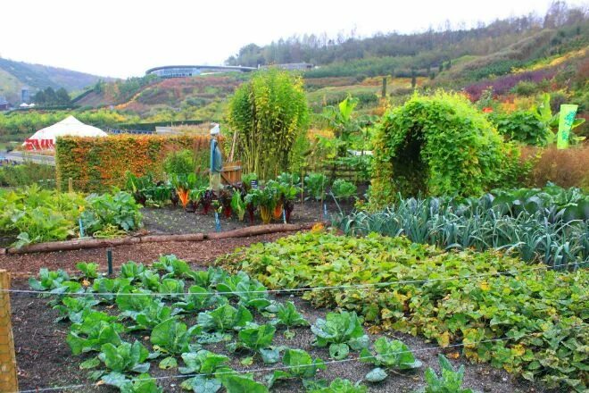 Клуб огород фото Médicos deveriam incorporar jardinagem a tratamentos, diz instituto de saúde bri