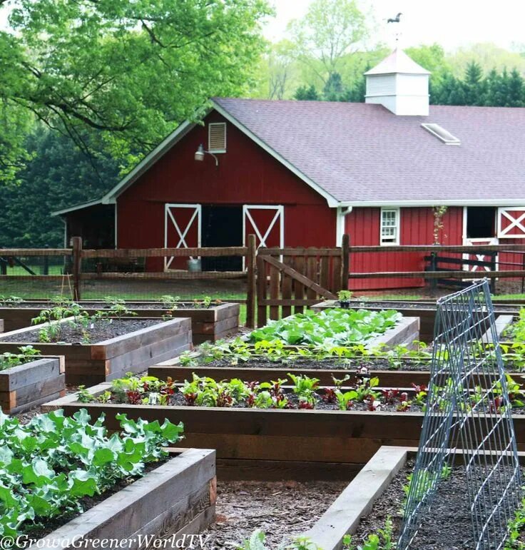 Клуб огород фото No Till Gardening Benefits & Getting Started Backyard garden, Home vegetable gar