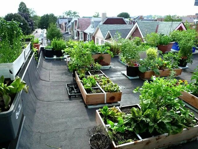 Клуб огород фото Good view of neighbour's roof tops Roof garden design, Terrace garden design, Ro