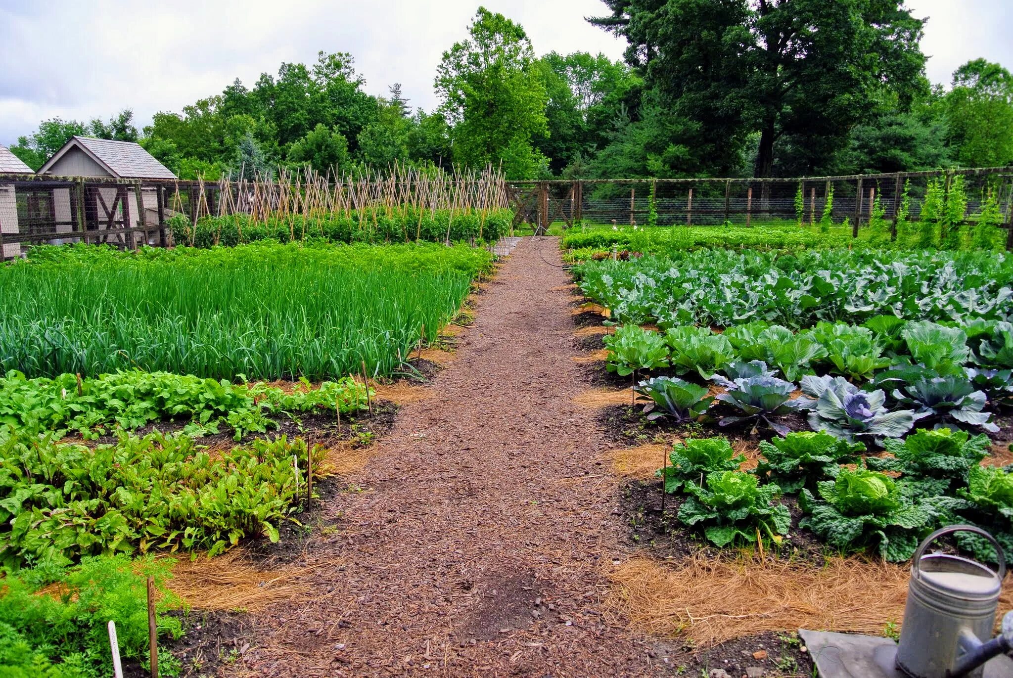 Клуб огород фото The Vegetable Garden and the Season's First Harvest - The Martha Stewart Blog