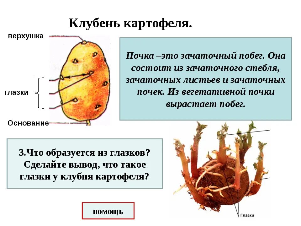 Клубень картофеля фото Картинки КАРТОФЕЛЬ ЭТО КОРНЕПЛОД ИЛИ КЛУБЕНЬ