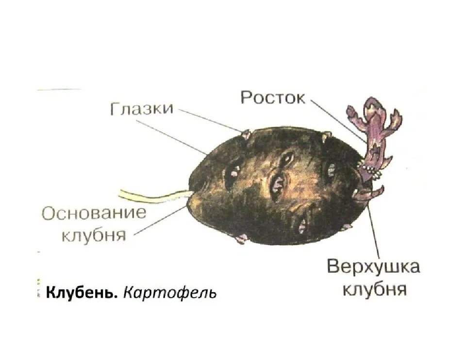 Клубень картофеля фото Клубень картофеля это видоизмененный - Вопросы и ответы