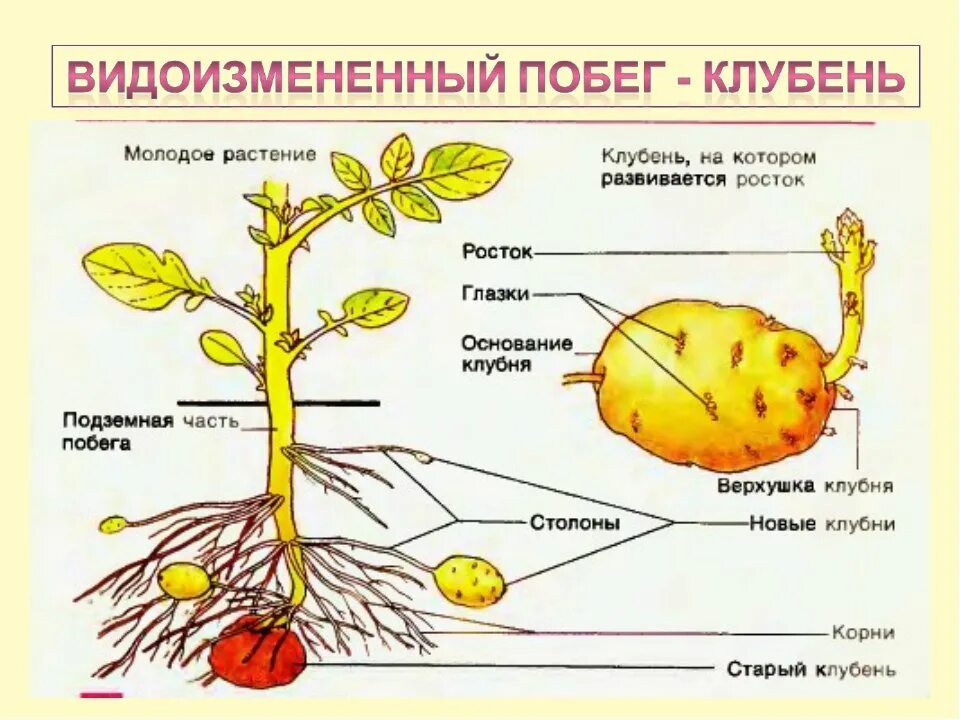 Клубень картофеля фото Какую функцию у клубня выполняет стебель ответ: найдено 84 изображений