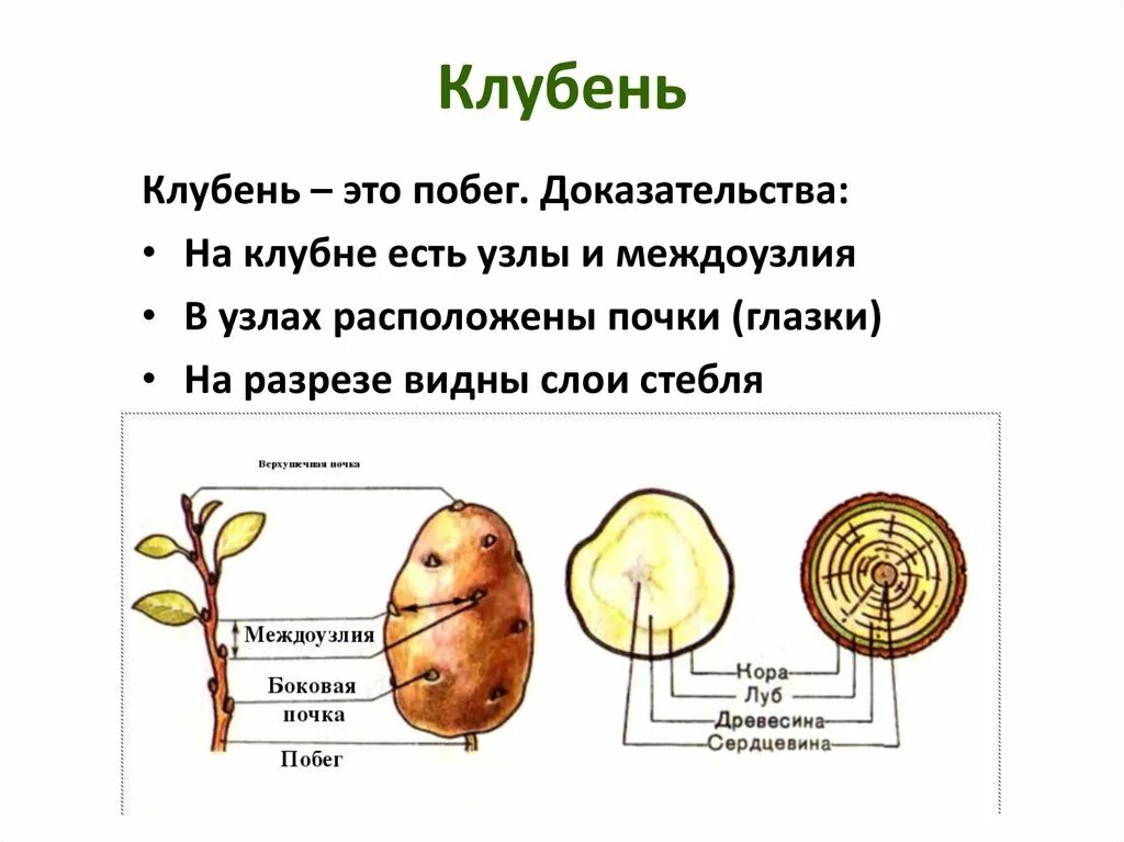 Клубень картофеля фото Клубни картофеля найдены