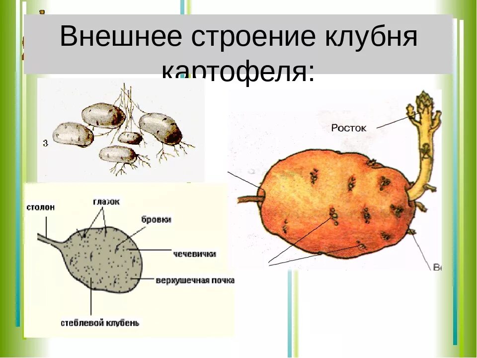 Клубень картофеля фото Внешний вид картофеля - CoffeePapa.ru