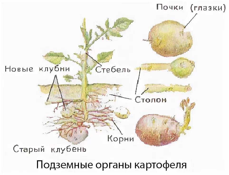 Клубень картофеля фото Придаточные корни клубня