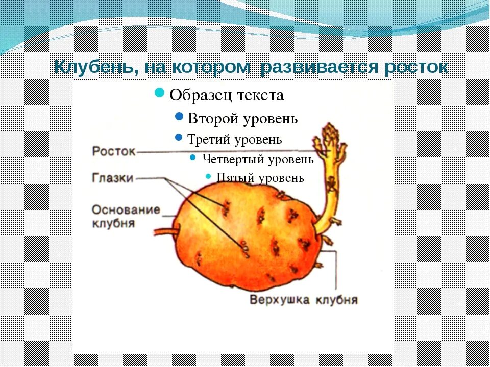 Клубень картофеля фото Как выглядит клубень картофеля