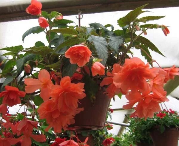 Клубневые комнатные цветы фото и названия Ампельная бегония Begonia, Flowers, Plants