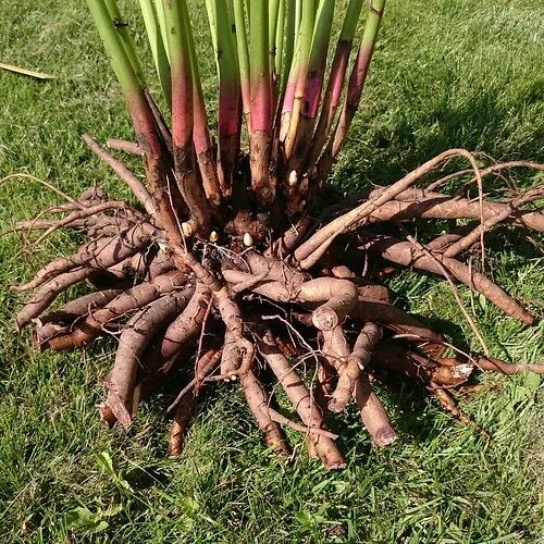 Клубни пионов фото Итак впервые #корневая_система_пиона #root_system_peony в . Flickr