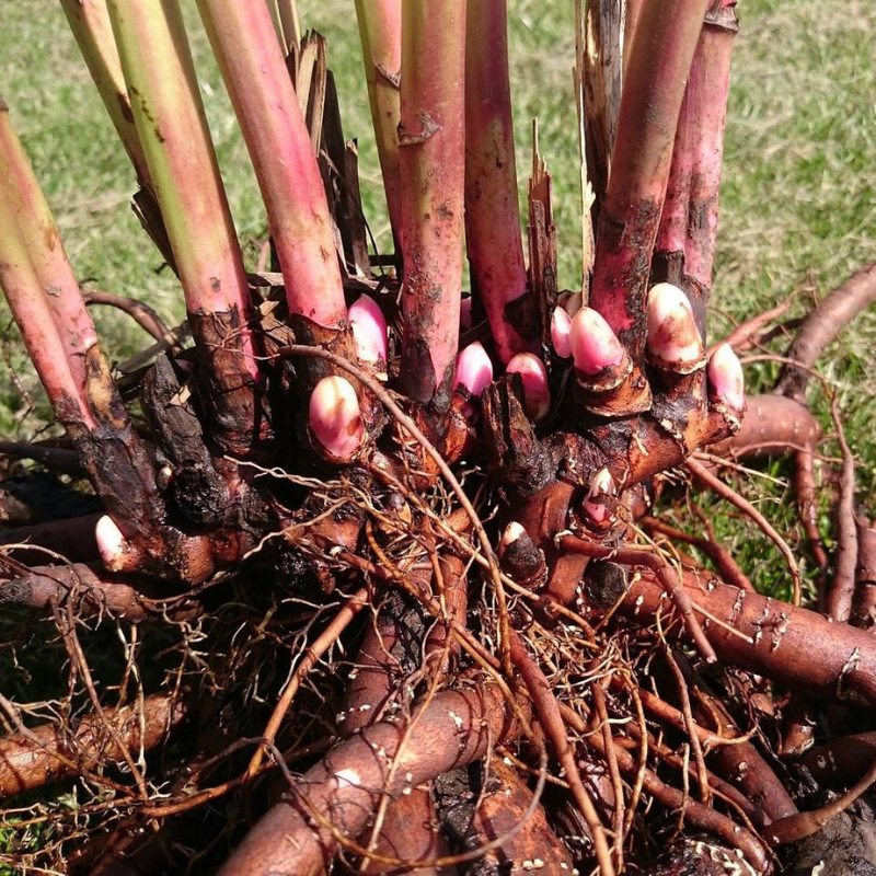 Клубни пионов фото Peony root in Orenburg - buy at the manufacturer's price ZELENO