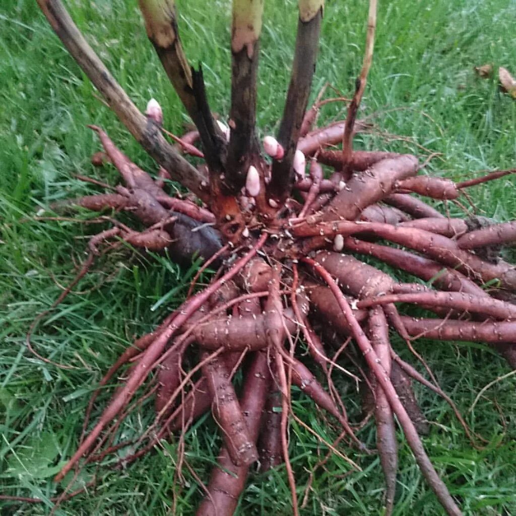 Клубни пионов фото Продолжение #корневая_система_пиона #root_system_peony в л. Flickr