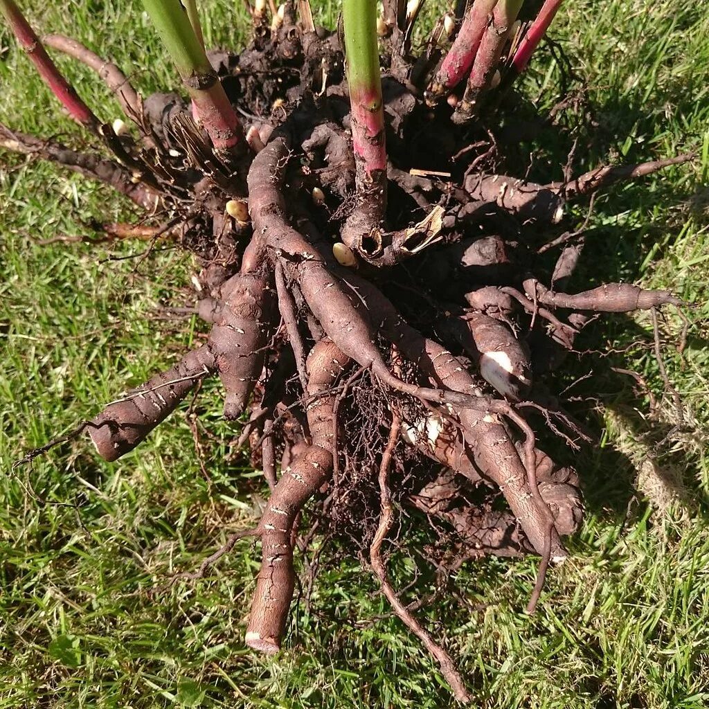 Клубни пионов фото Итак продолжение #корневая_система_пиона #root_system_peon. Flickr