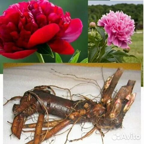 Клубни пионов фото Корни пионов жёлтые ярко красные купить в Сызрани Товары для дома и дачи Авито