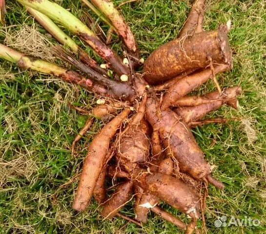 Клубни пионов фото Корни пионов купить в Челябинске Товары для дома и дачи Авито