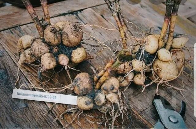 Клубни пионов фото Продам клубни георгинов, новый, в наличии. Цена: 30 ₽ во Владивостоке