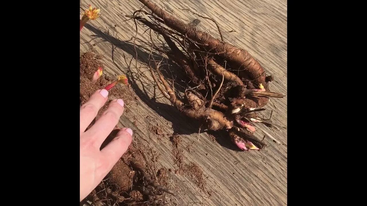 Клубни пионов фото Клубни пионов Darwin Plants весенняя поставка (2017 г.) - YouTube