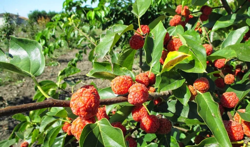 Клубничное дерево отзывы фото Клубничное Дерево (Cornus capitata): Восхитительный Садовый Элемент Натуралист Ф