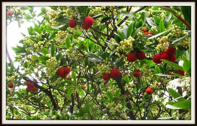 Клубничное дерево отзывы фото Strawberry Tree Produce gardening, Strawberry tree, Trees to plant