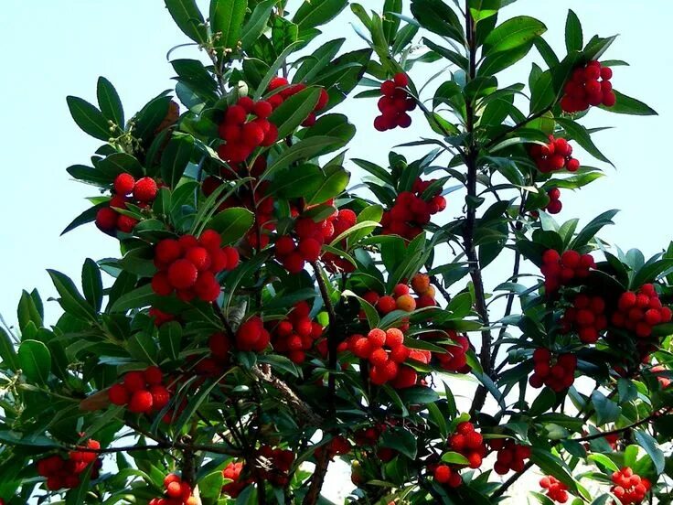 Клубничное дерево отзывы фото Arbutus unedo - Strawberry Tree Arbutus unedo, Strawberry tree, Arbutus