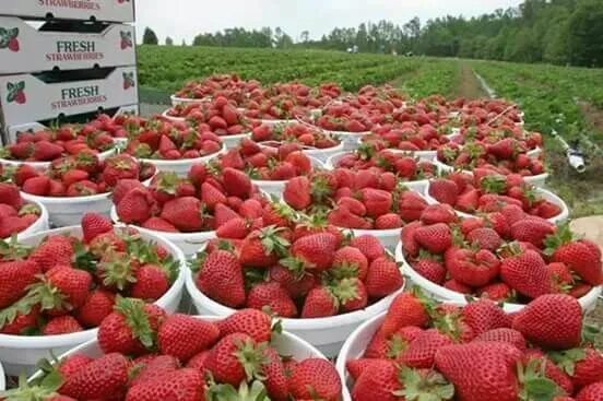 Клубничное поле фото Strowberry Свежая клубника, Клубника, Огород