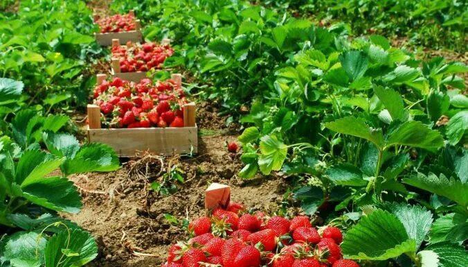 Клубничное поле фото Купить немецкий ароматизатор Клубничные поля
